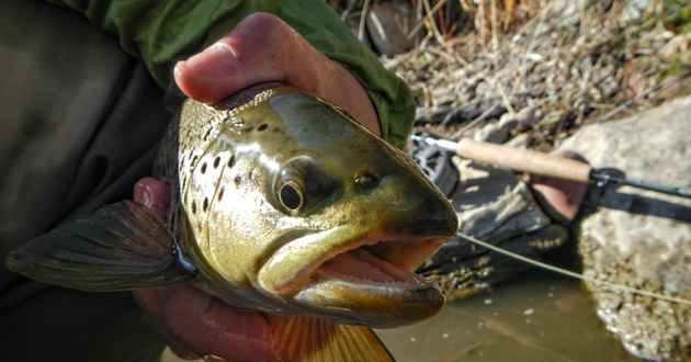 Does catch and release kill fish?