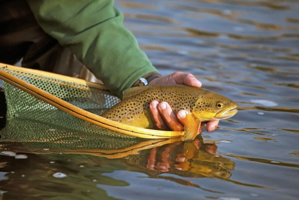 Best Practices for Catch and Release Fishing