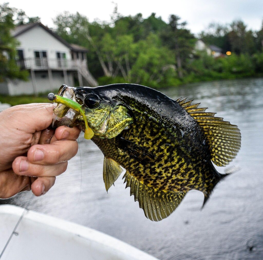 CRAPPIE WITH A LURE