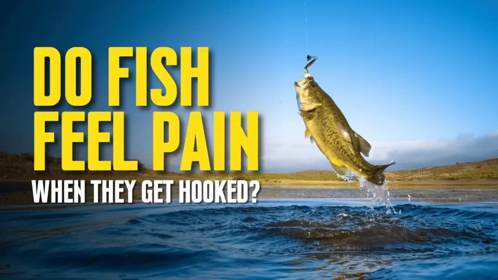 Do fish feel pain when they get hooked