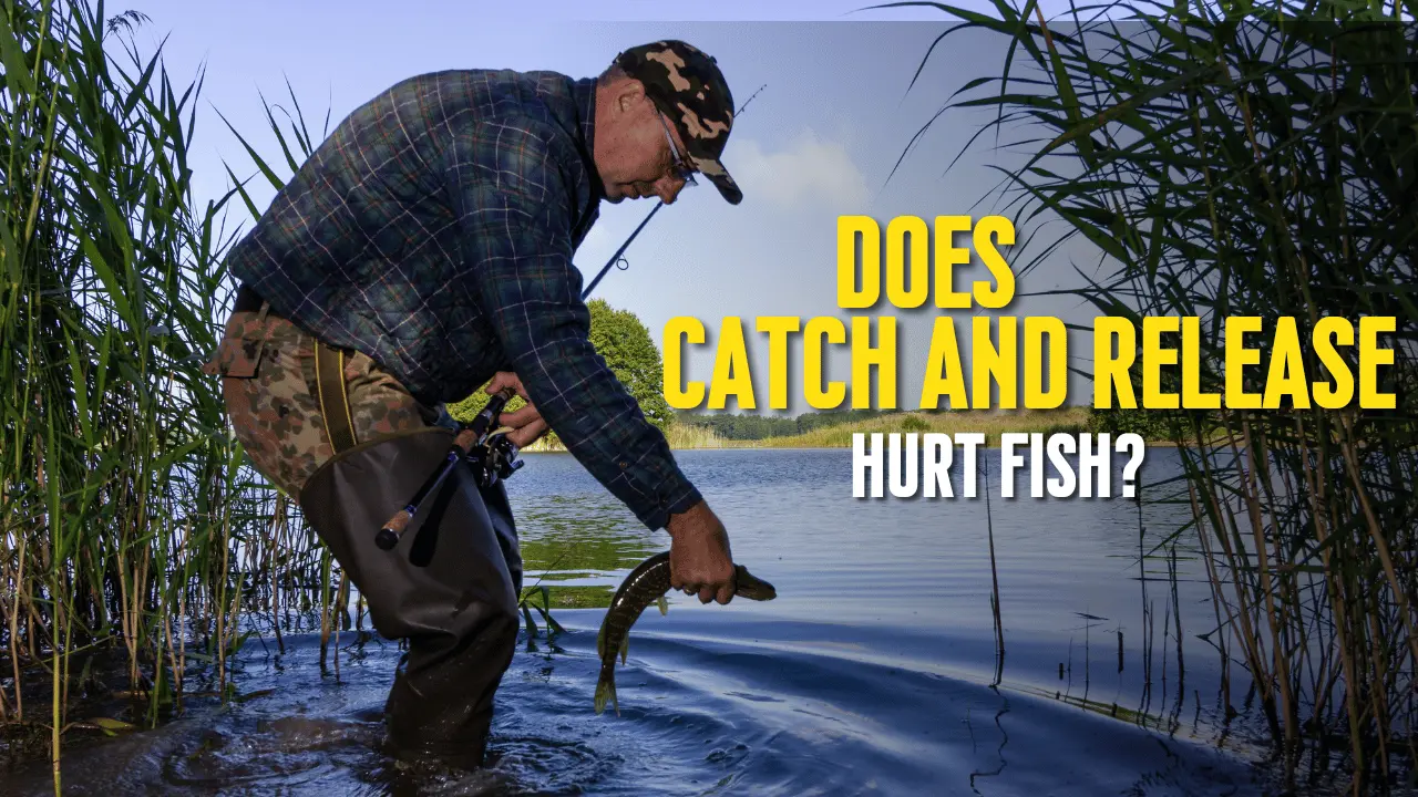 Does Catch and Release Hurt Fish?