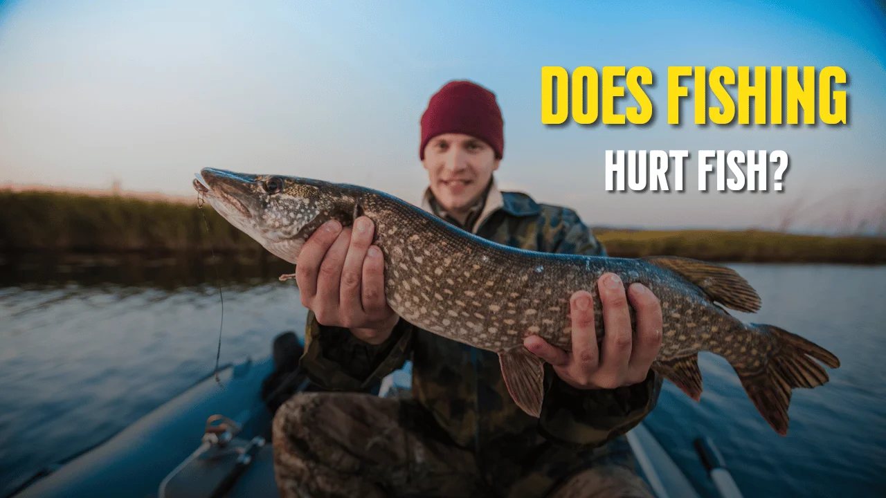 Does Fishing Hurt Fish?