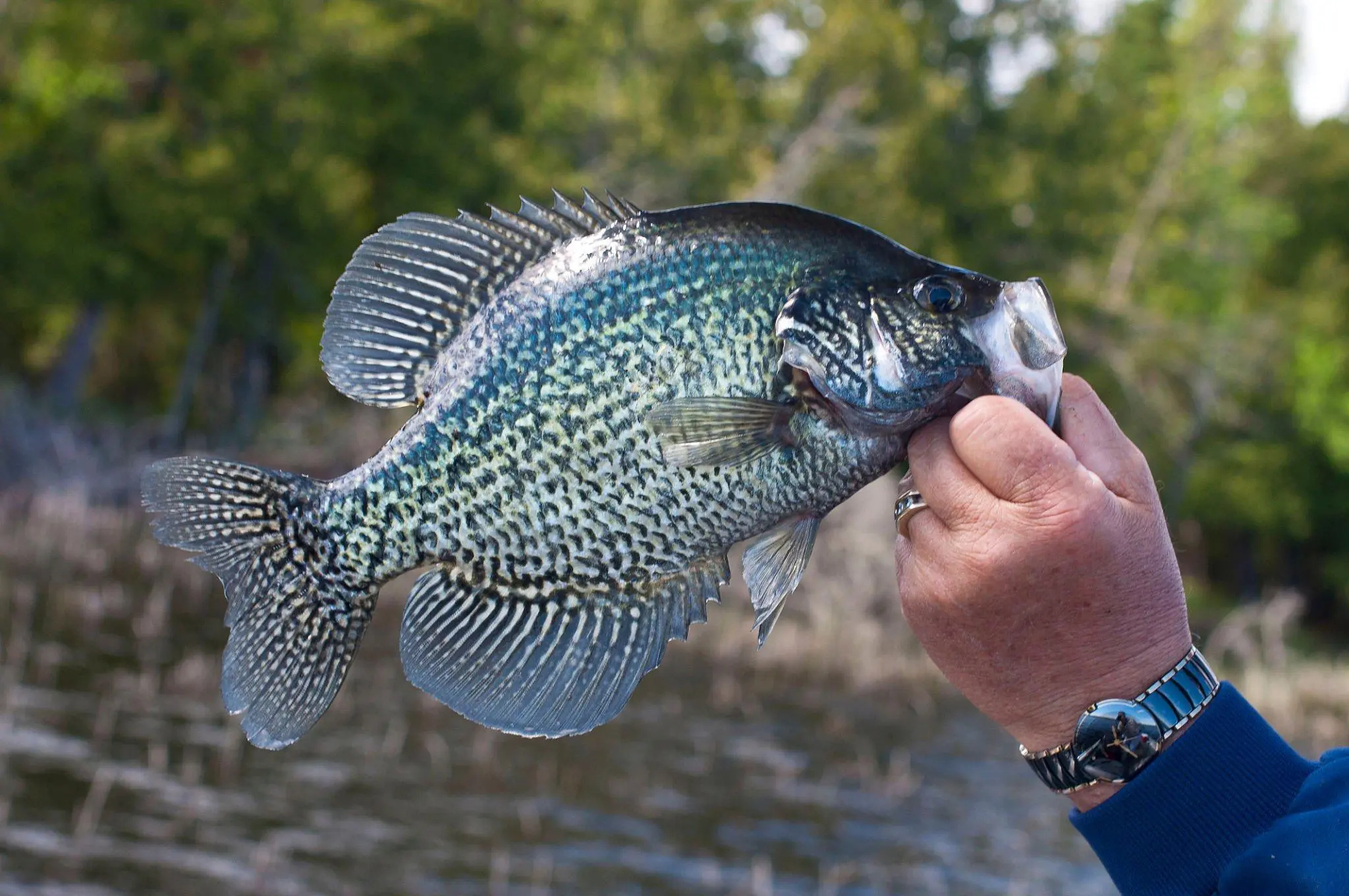 do crappie bite after rain