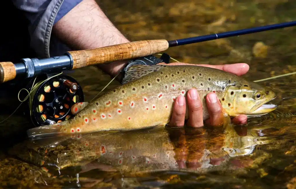 Best Weather For Trout Fishing