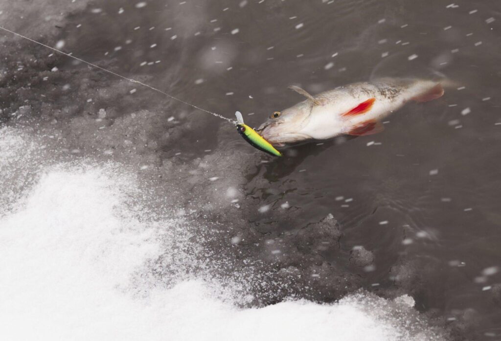 Do Fish Bite In Cold Weather
