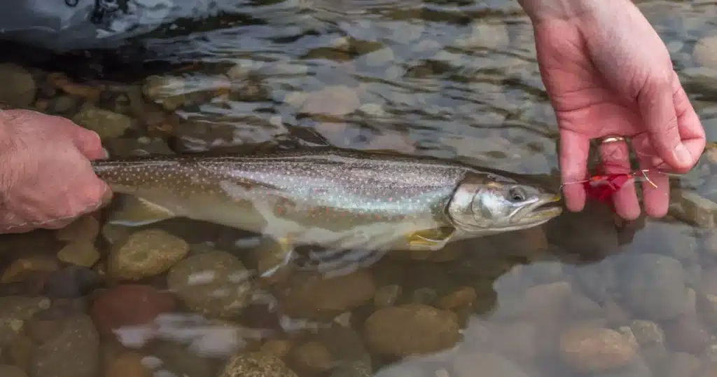 Trout Fishing in Spring