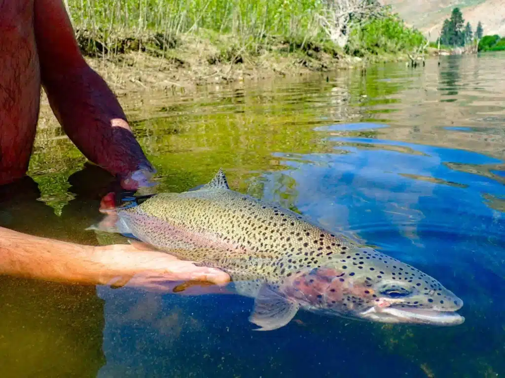 Trout Fishing in Summer