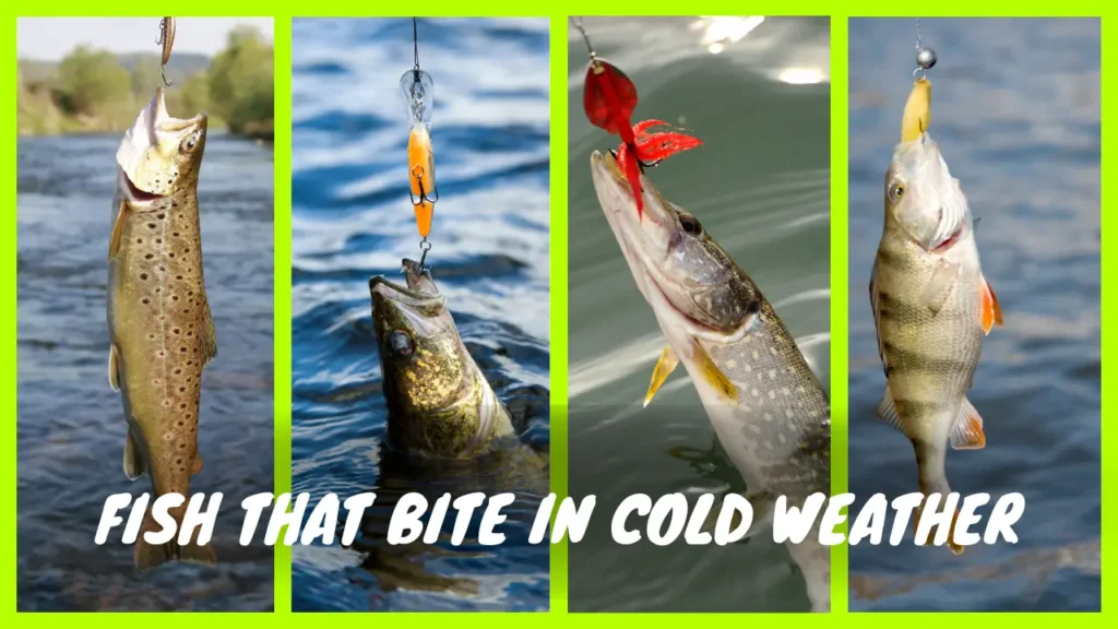 What Fish Bite In Cold Weather