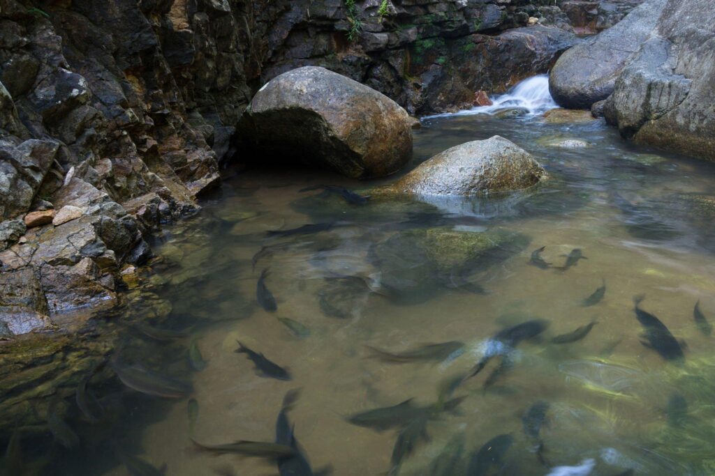 Fish swimming in the water near a small waterfall